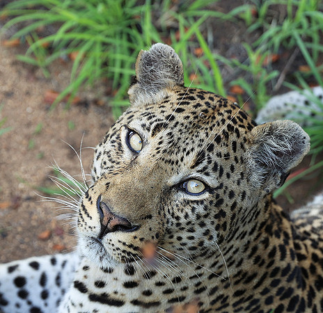 At Mala Mala