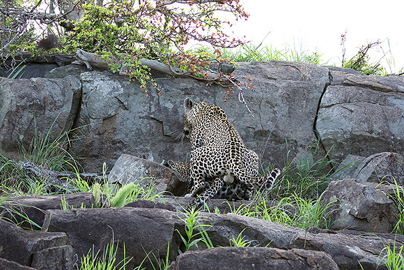 At Mala Mala