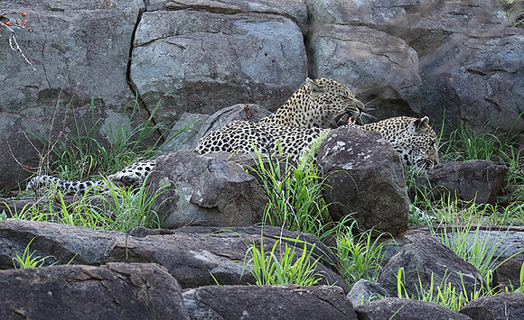 At Mala Mala