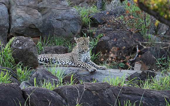 At Mala Mala