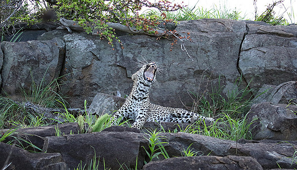 At Mala Mala