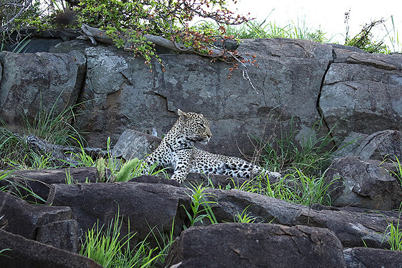 At Mala Mala