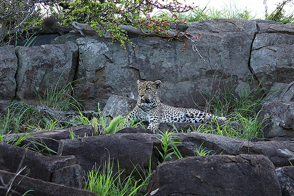 At Mala Mala