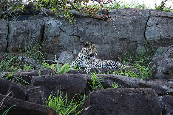 At Mala Mala