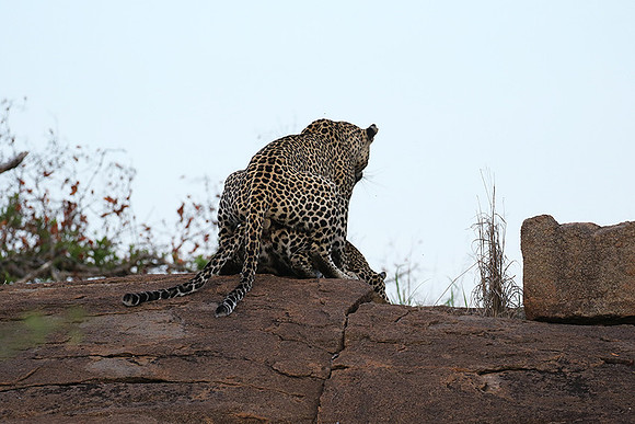 At Mala Mala