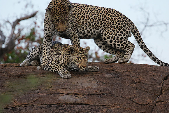 At Mala Mala