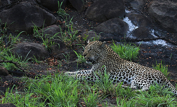 At Mala Mala