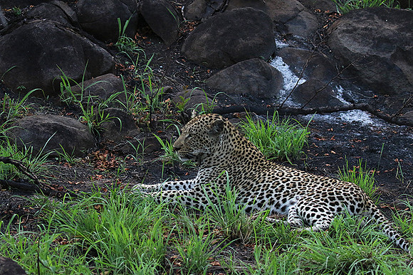 At Mala Mala
