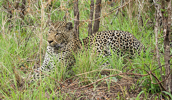 At Mala Mala