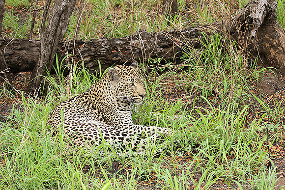 At Mala Mala