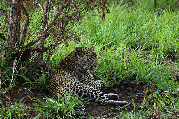 At Mala Mala