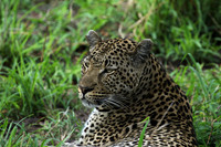 At Mala Mala