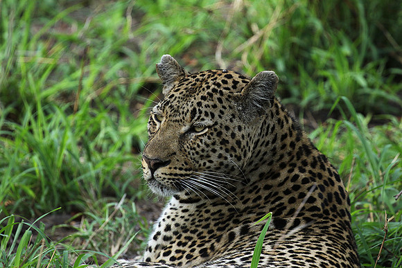 At Mala Mala