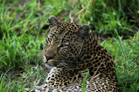 At Mala Mala