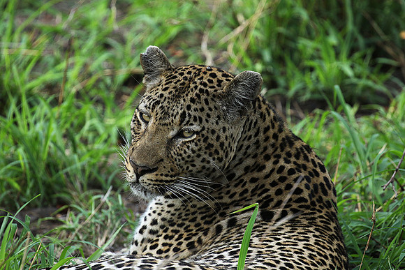 At Mala Mala