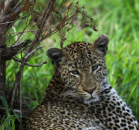 At Mala Mala