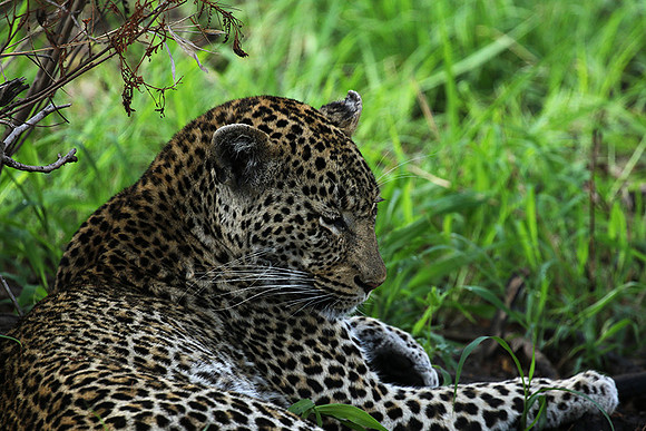 At Mala Mala