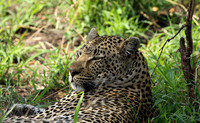 At Mala Mala