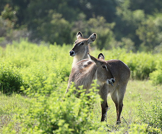 At Sabi Sand