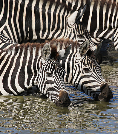 Serengeti - Grumeti Private Reserve