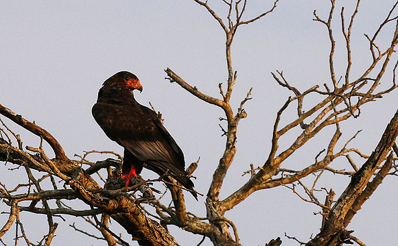 Juvenile female bateleur - Lion Sands