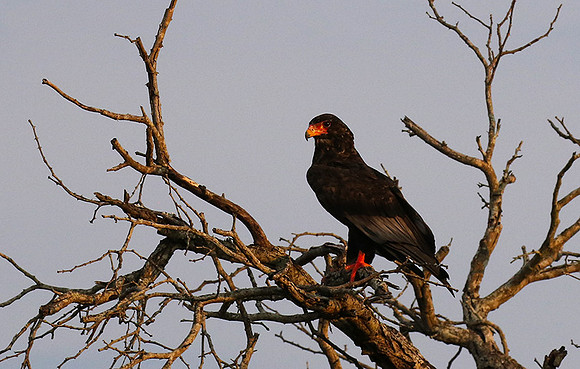 Juvenile female bateleur - Lion Sands