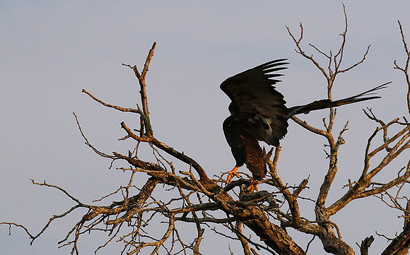 Juvenile female bateleur - Lion Sands