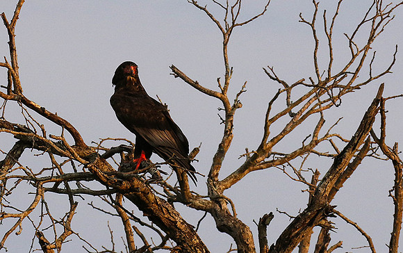 Juvenile female bateleur - Lion Sands