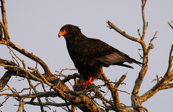 Juvenile female bateleur - Lion Sands