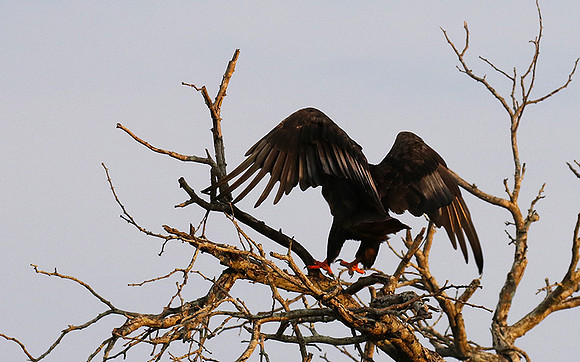 Juvenile female bateleur - Lion Sands