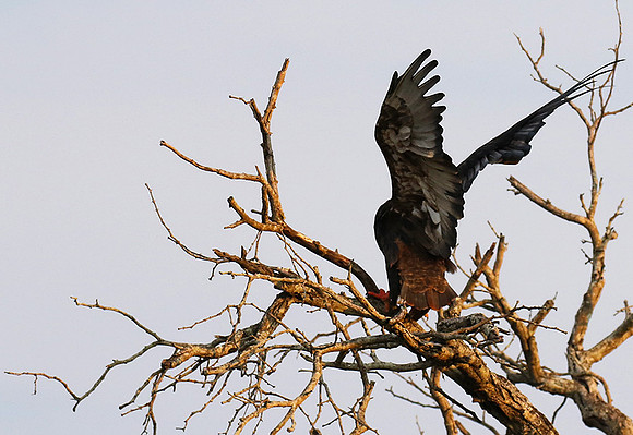 Juvenile female bateleur - Lion Sands