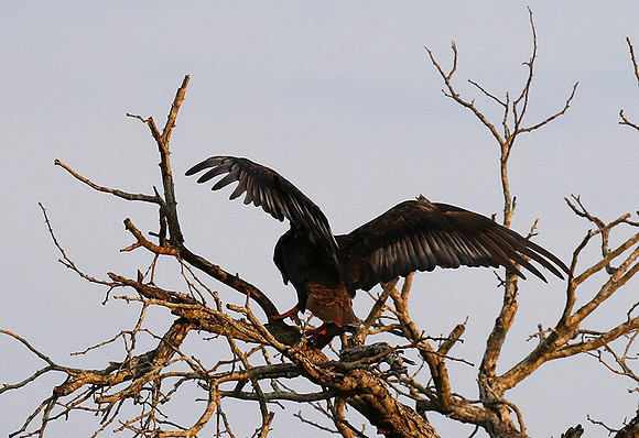 Juvenile female bateleur - Lion Sands