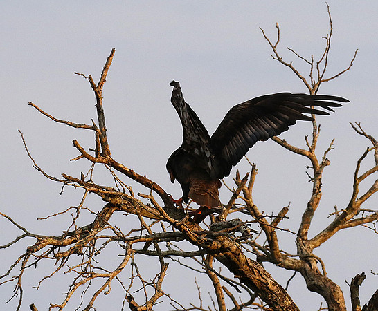 Juvenile female bateleur - Lion Sands