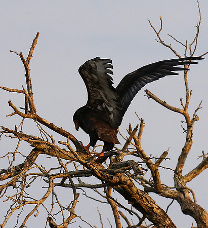 Juvenile female bateleur - Lion Sands