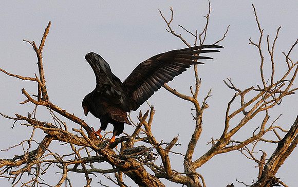 Juvenile female bateleur - Lion Sands