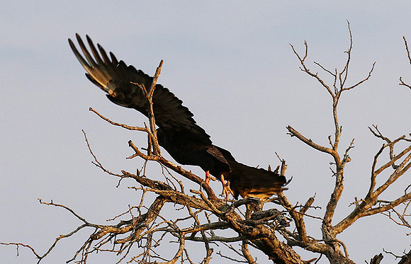 Juvenile female bateleur - Lion Sands