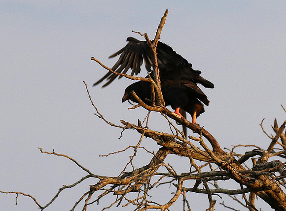 Juvenile female bateleur - Lion Sands