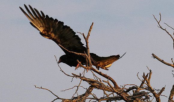 Juvenile female bateleur - Lion Sands