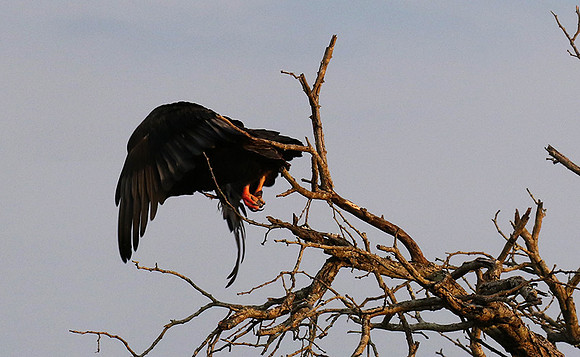 Juvenile female bateleur - Lion Sands
