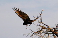 Juvenile female bateleur - Lion Sands