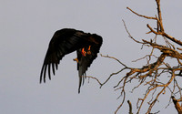Juvenile female bateleur - Lion Sands