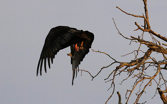 Juvenile female bateleur - Lion Sands