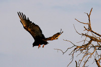 Juvenile female bateleur - Lion Sands