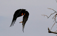 Juvenile female bateleur - Lion Sands