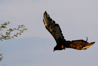 Juvenile female bateleur - Lion Sands
