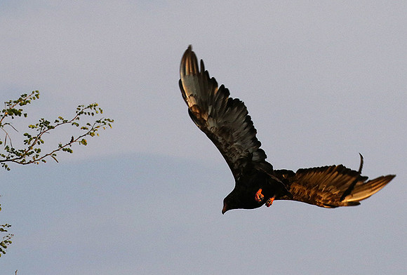 Juvenile female bateleur - Lion Sands