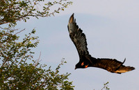 Juvenile female bateleur - Lion Sands