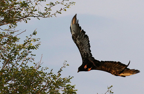 Juvenile female bateleur - Lion Sands
