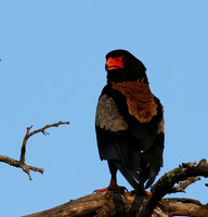 Bateleur at Sabi Sand