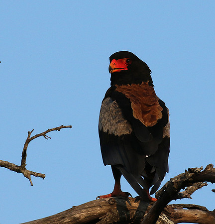 Bateleur at Sabi Sand